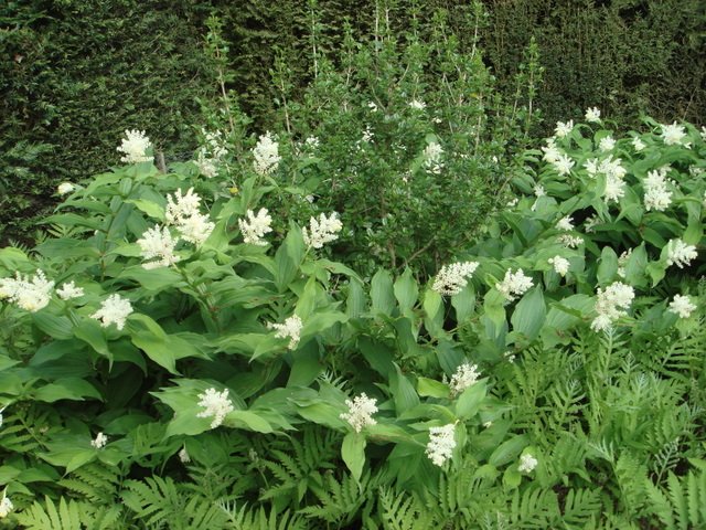 Smilacina racemosa (2)